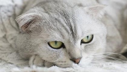 21岁刘邵子洋致谢球迷，本赛季出战14次奥乙&amp;身价涨至20万欧