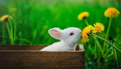 九游官网：一站式游戏世界的信任与热爱